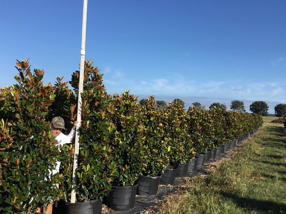 magnolia-grandiflora-little-gem-southern-magnolia-little-gem-southern-magnolia