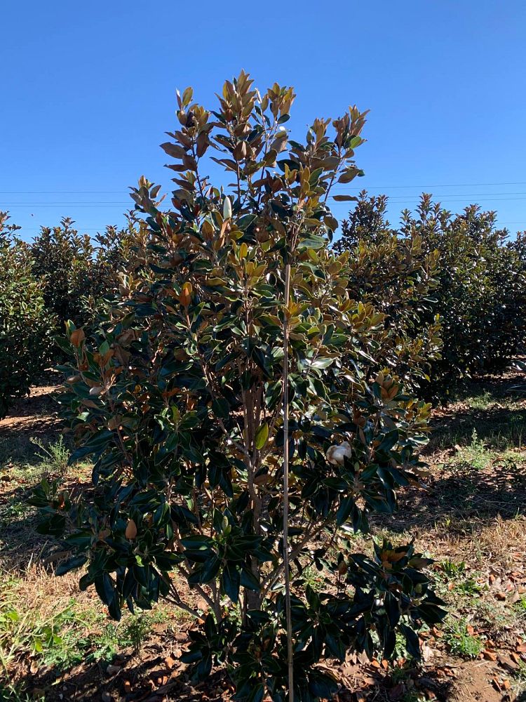 magnolia-grandiflora-little-gem-southern-magnolia-little-gem-southern-magnolia
