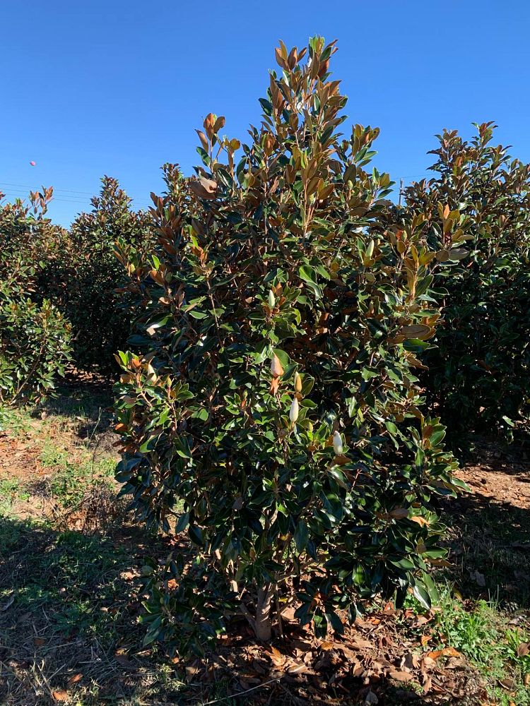 magnolia-grandiflora-little-gem-southern-magnolia-little-gem-southern-magnolia