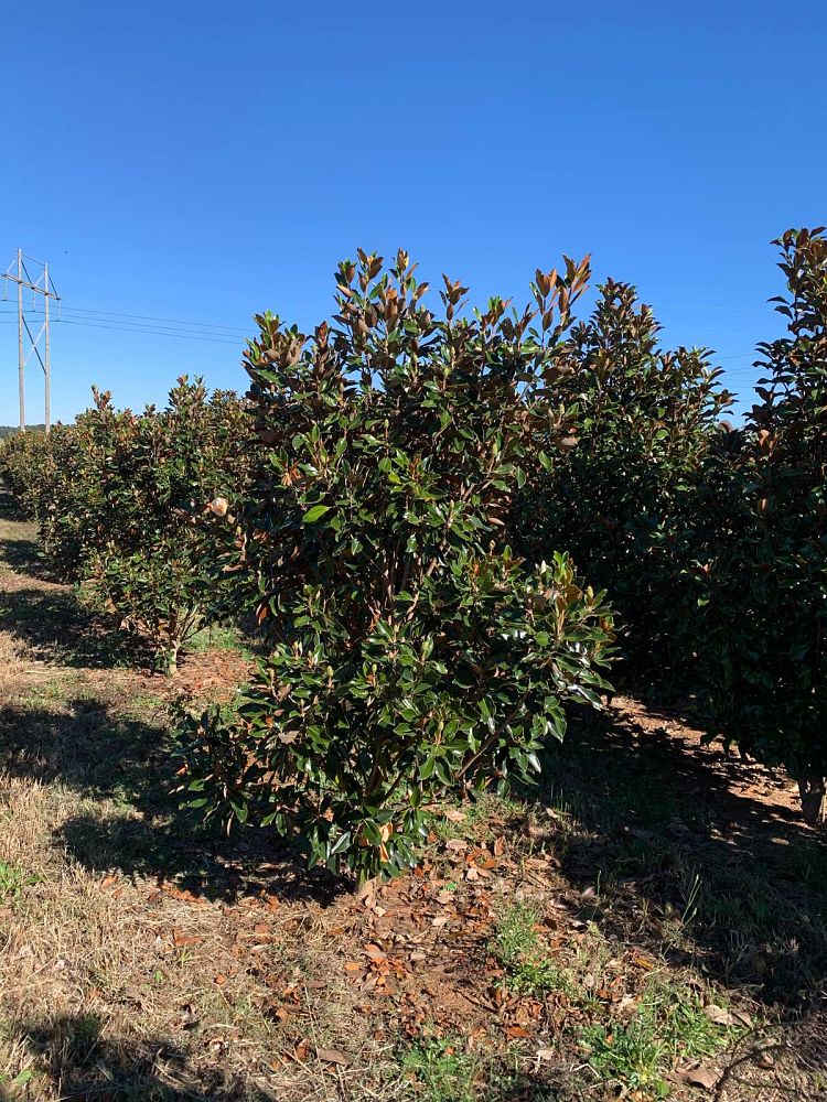magnolia-grandiflora-little-gem-southern-magnolia-little-gem-southern-magnolia