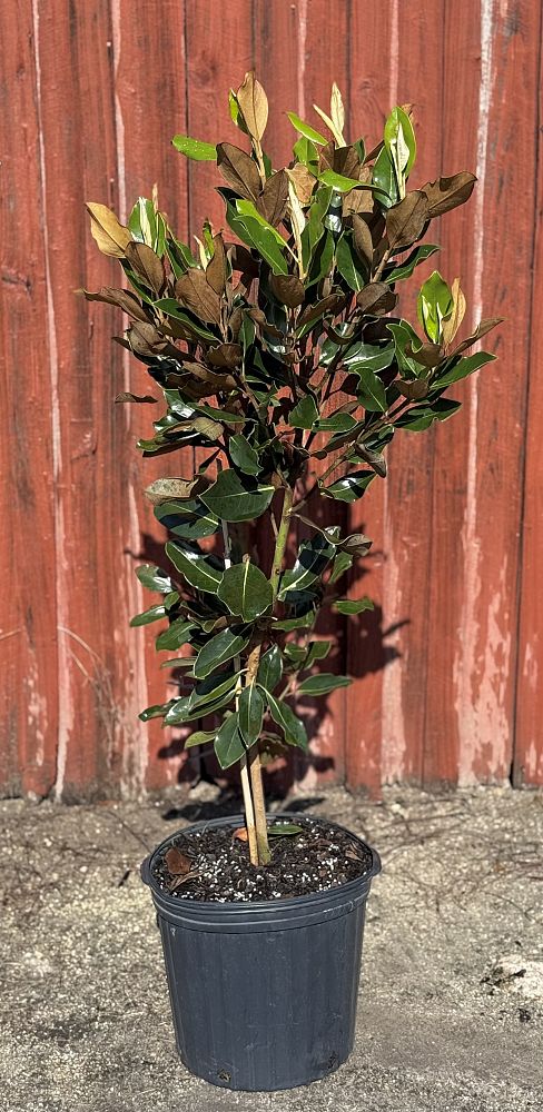 magnolia-grandiflora-little-gem-southern-magnolia-little-gem-southern-magnolia