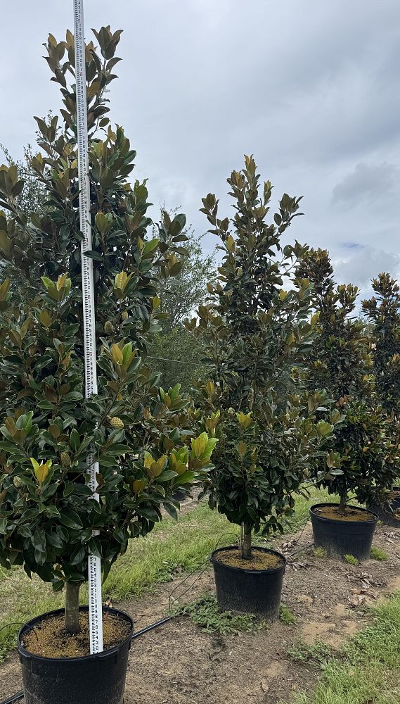 magnolia-grandiflora-little-gem-southern-magnolia-little-gem-southern-magnolia