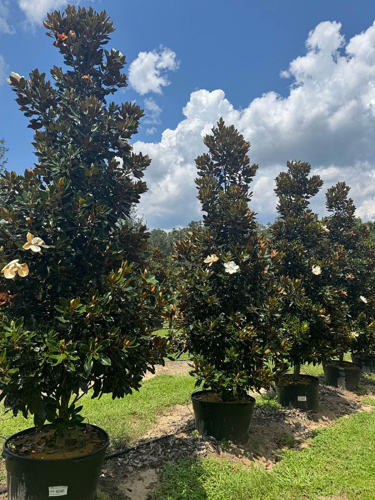 magnolia-grandiflora-little-gem-southern-magnolia-little-gem-southern-magnolia