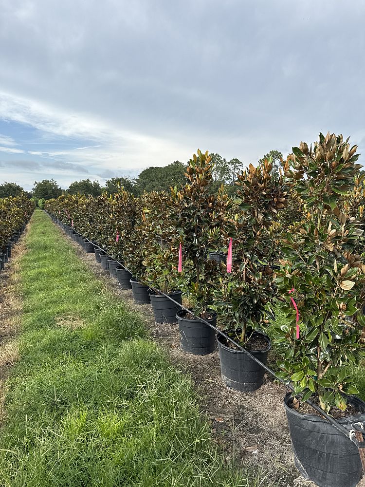 magnolia-grandiflora-little-gem-southern-magnolia-little-gem-southern-magnolia