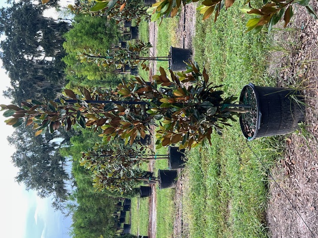 magnolia-grandiflora-little-gem-southern-magnolia-little-gem-southern-magnolia