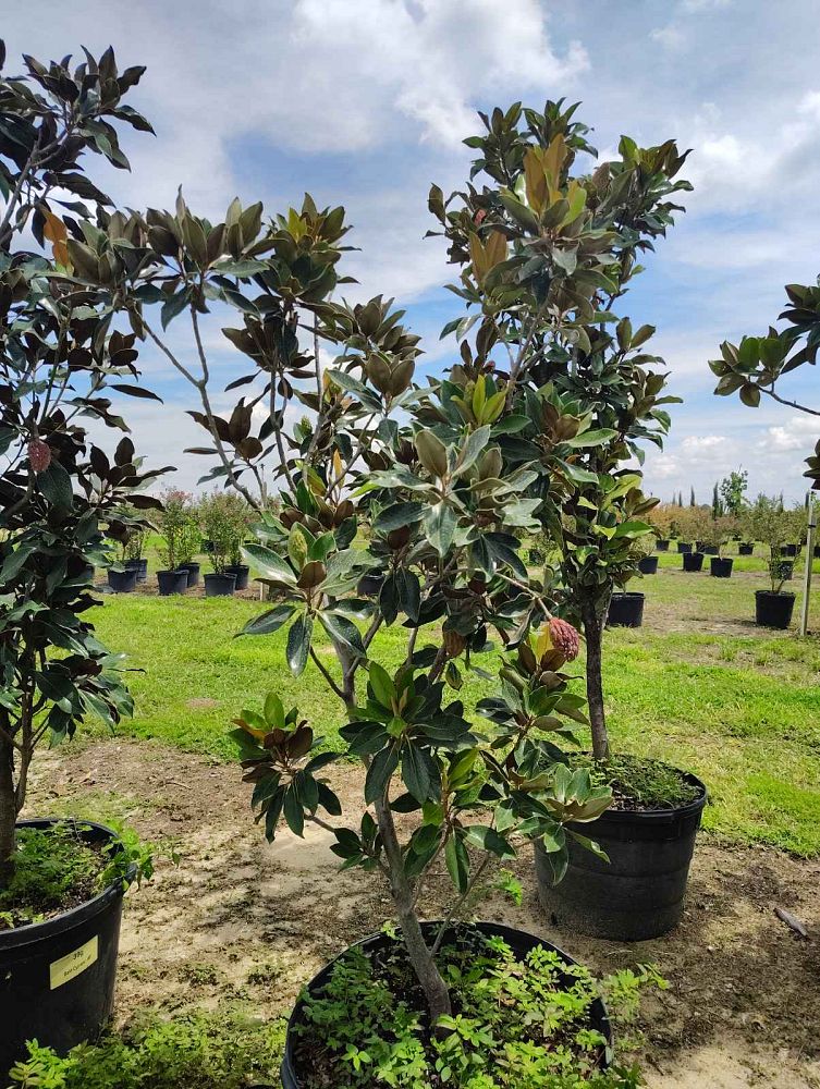 magnolia-grandiflora-little-gem-southern-magnolia-little-gem-southern-magnolia