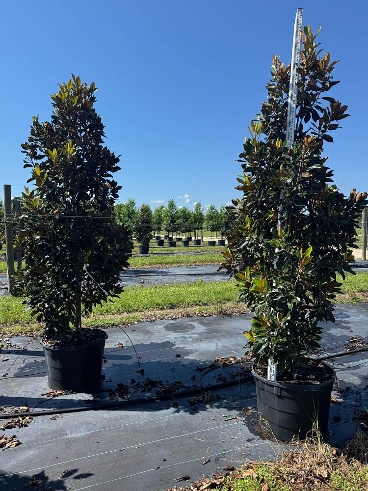 magnolia-grandiflora-little-gem-southern-magnolia-little-gem-southern-magnolia