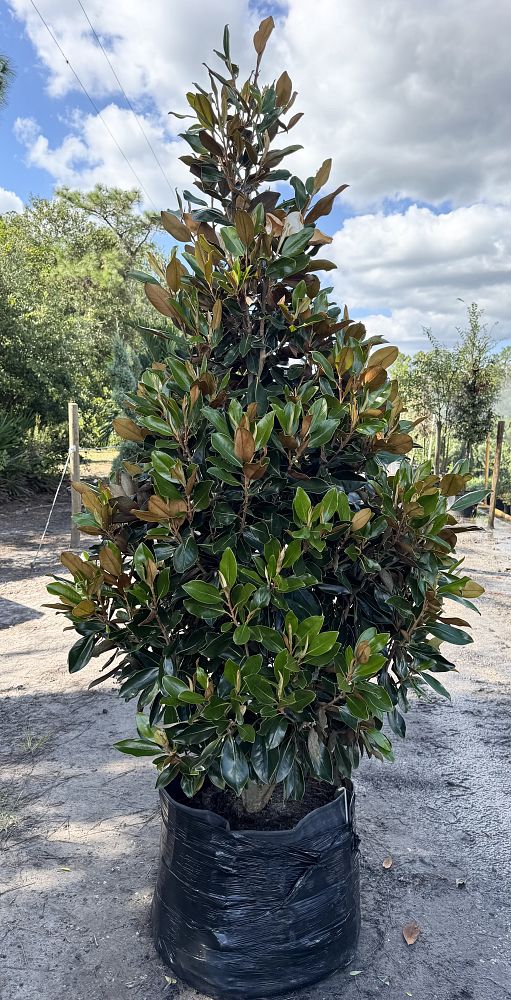 magnolia-grandiflora-little-gem-southern-magnolia-little-gem-southern-magnolia