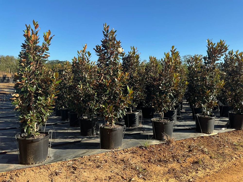 magnolia-grandiflora-little-gem-southern-magnolia-little-gem-southern-magnolia