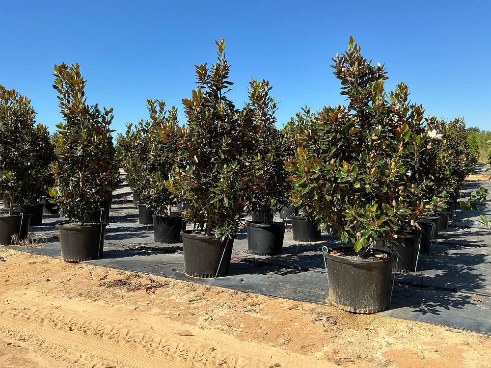 magnolia-grandiflora-little-gem-southern-magnolia-little-gem-southern-magnolia