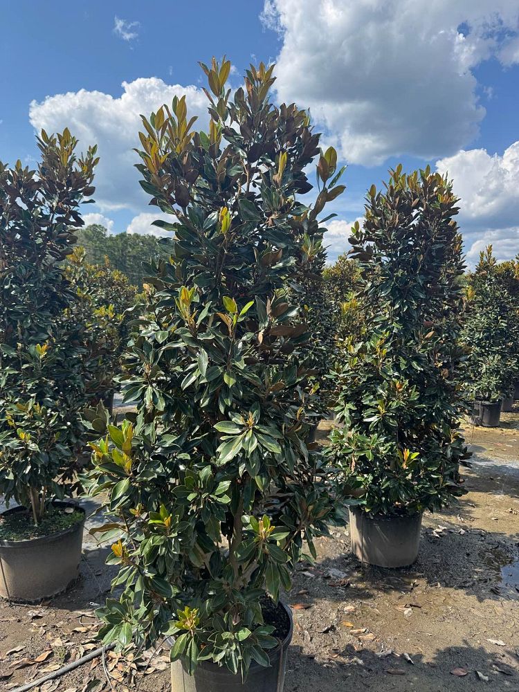 magnolia-grandiflora-little-gem-southern-magnolia-little-gem-southern-magnolia