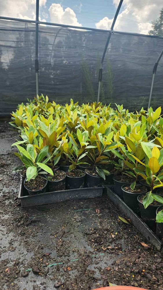 magnolia-grandiflora-little-gem-southern-magnolia-little-gem-southern-magnolia