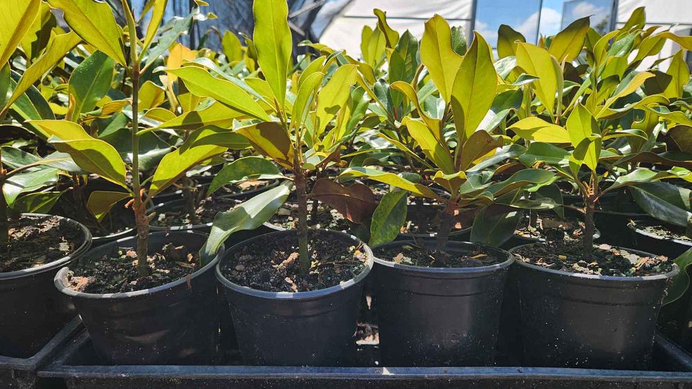 magnolia-grandiflora-little-gem-southern-magnolia-little-gem-southern-magnolia