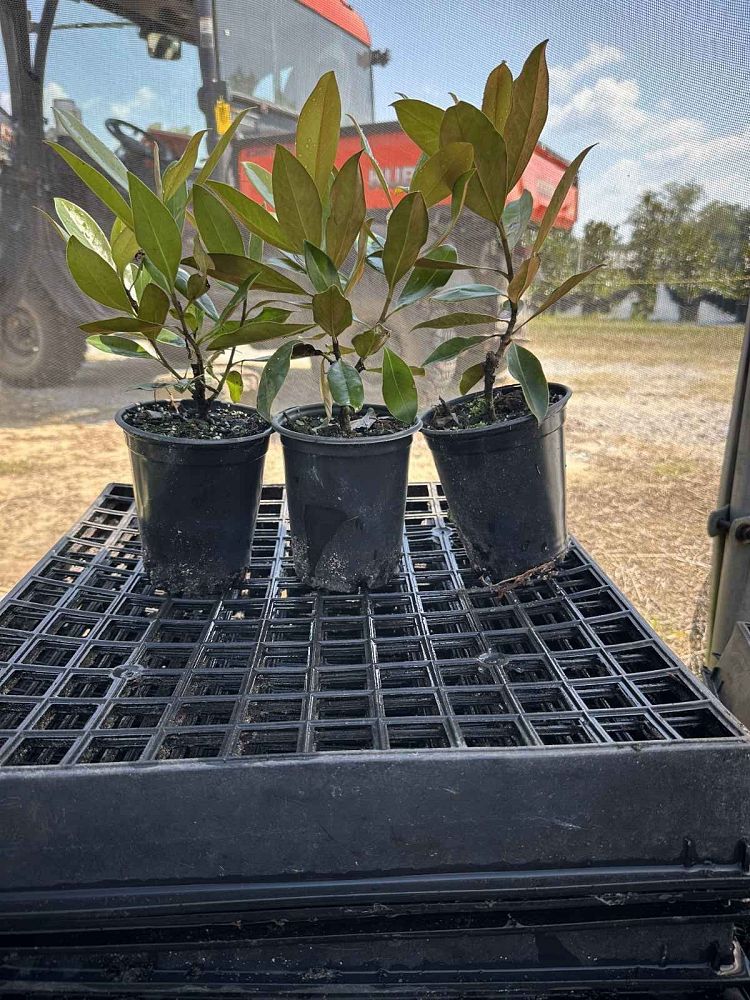 magnolia-grandiflora-little-gem-southern-magnolia-little-gem-southern-magnolia