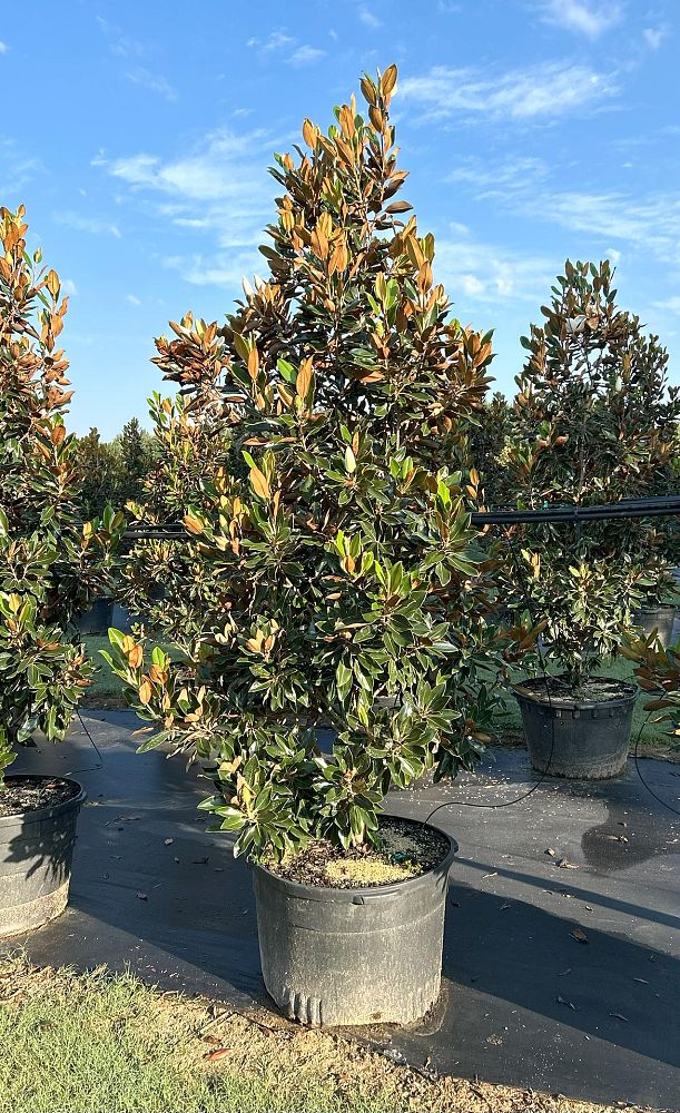 magnolia-grandiflora-little-gem-southern-magnolia-little-gem-southern-magnolia