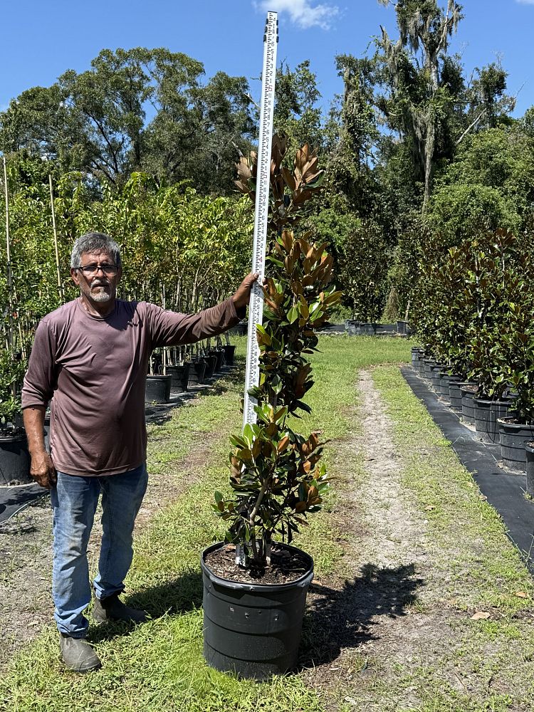 magnolia-grandiflora-little-gem-southern-magnolia-little-gem-southern-magnolia