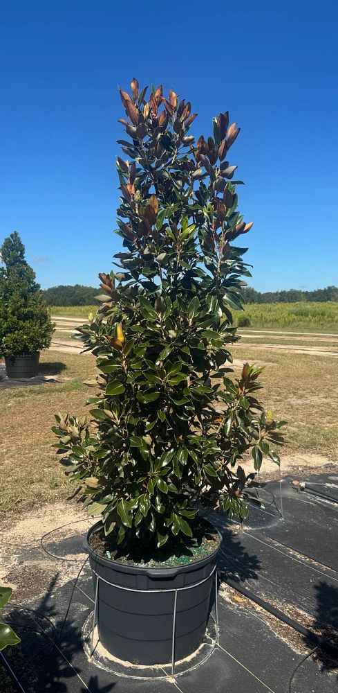 magnolia-grandiflora-little-gem-southern-magnolia-little-gem-southern-magnolia