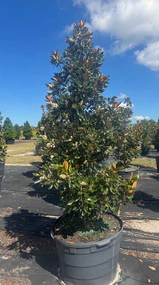 magnolia-grandiflora-little-gem-southern-magnolia-little-gem-southern-magnolia