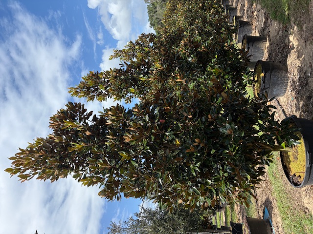 magnolia-grandiflora-little-gem-southern-magnolia-little-gem-southern-magnolia
