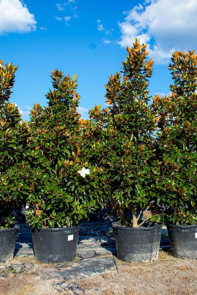 magnolia-grandiflora-little-gem-southern-magnolia-little-gem-southern-magnolia