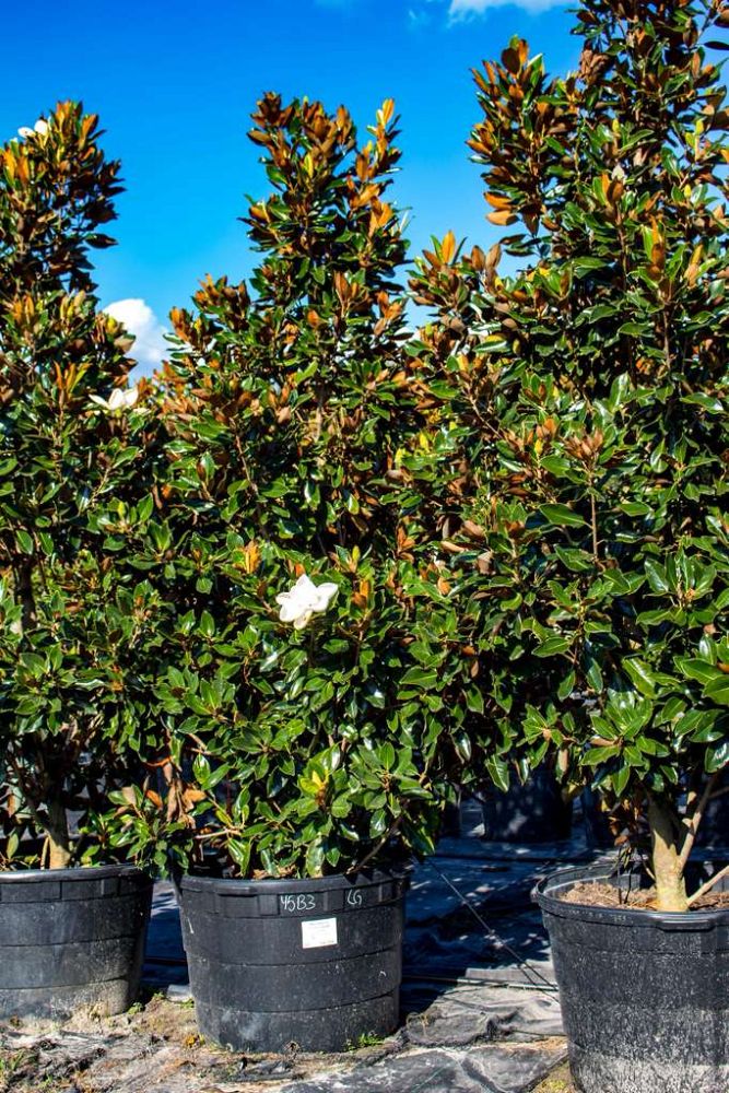 magnolia-grandiflora-little-gem-southern-magnolia-little-gem-southern-magnolia