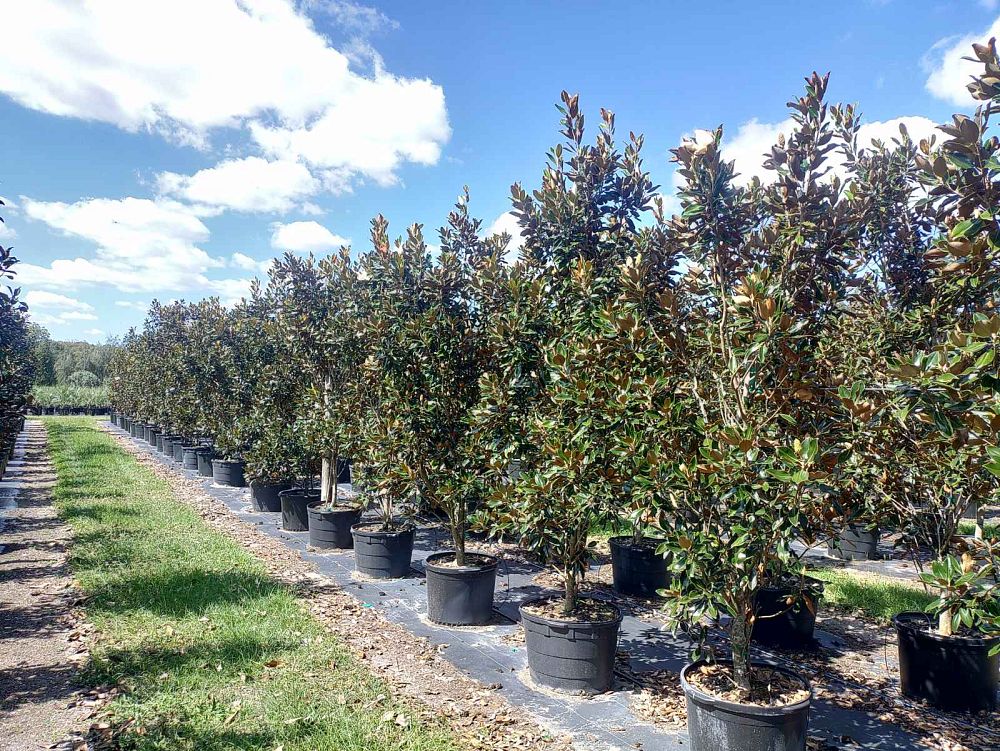 magnolia-grandiflora-little-gem-southern-magnolia-little-gem-southern-magnolia