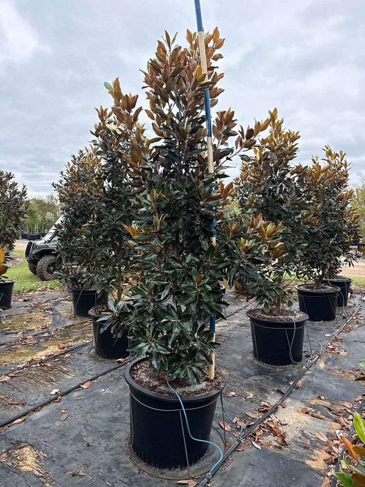 magnolia-grandiflora-little-gem-southern-magnolia-little-gem-southern-magnolia