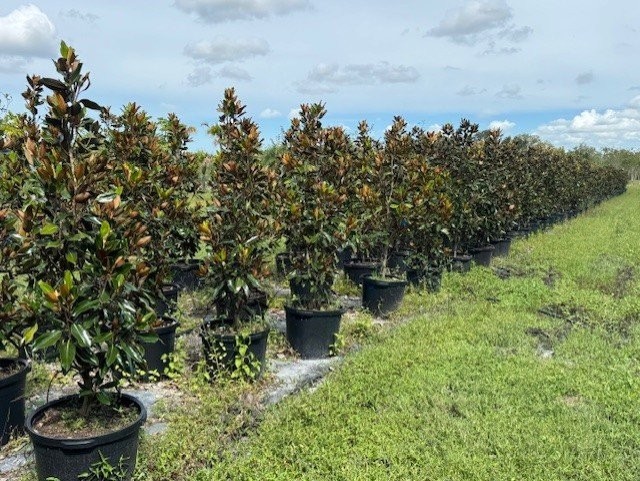 magnolia-grandiflora-little-gem-southern-magnolia-little-gem-southern-magnolia