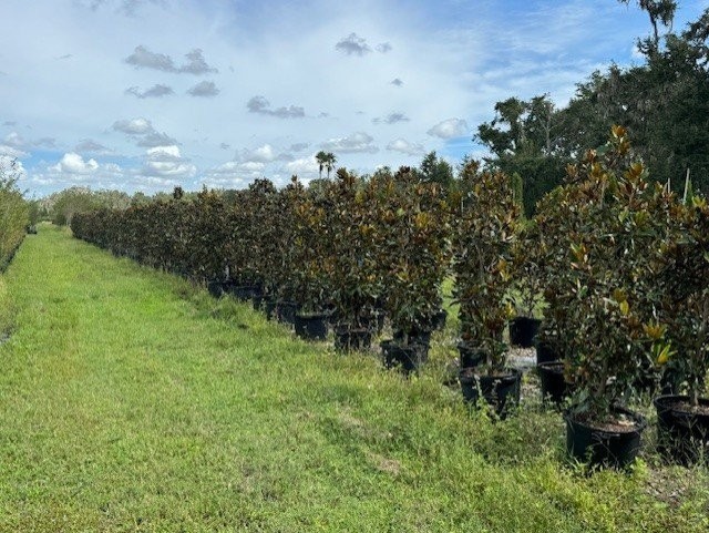 magnolia-grandiflora-little-gem-southern-magnolia-little-gem-southern-magnolia