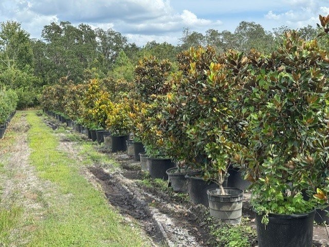 magnolia-grandiflora-little-gem-southern-magnolia-little-gem-southern-magnolia