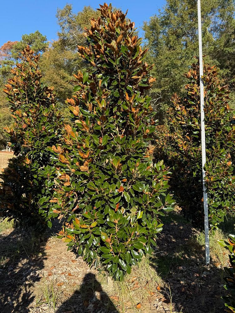magnolia-grandiflora-little-gem-southern-magnolia-little-gem-southern-magnolia