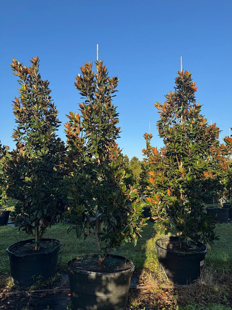 magnolia-grandiflora-little-gem-southern-magnolia-little-gem-southern-magnolia