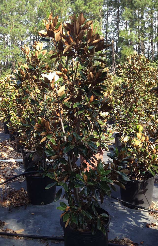 magnolia-grandiflora-little-gem-southern-magnolia