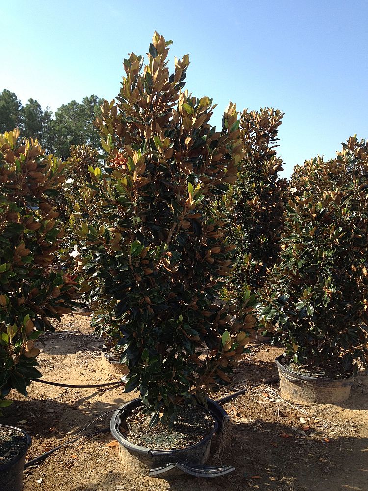 magnolia-grandiflora-little-gem-southern-magnolia