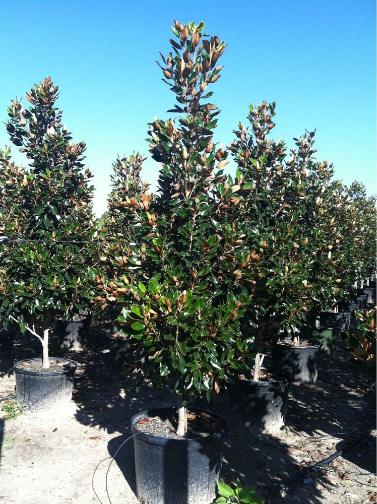 magnolia-grandiflora-little-gem-southern-magnolia