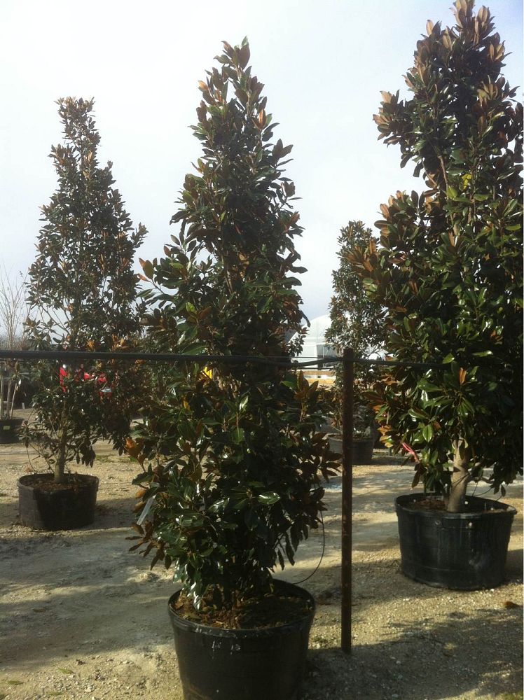 magnolia-grandiflora-little-gem-southern-magnolia