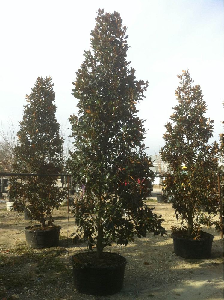 magnolia-grandiflora-little-gem-southern-magnolia