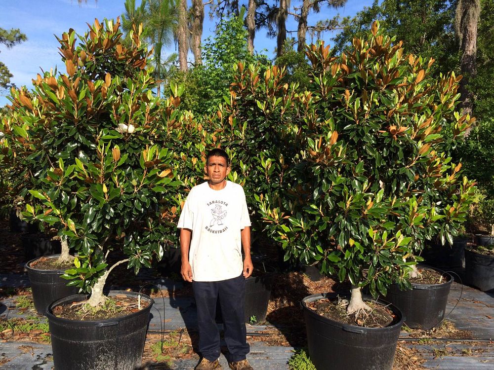 magnolia-grandiflora-little-gem-southern-magnolia