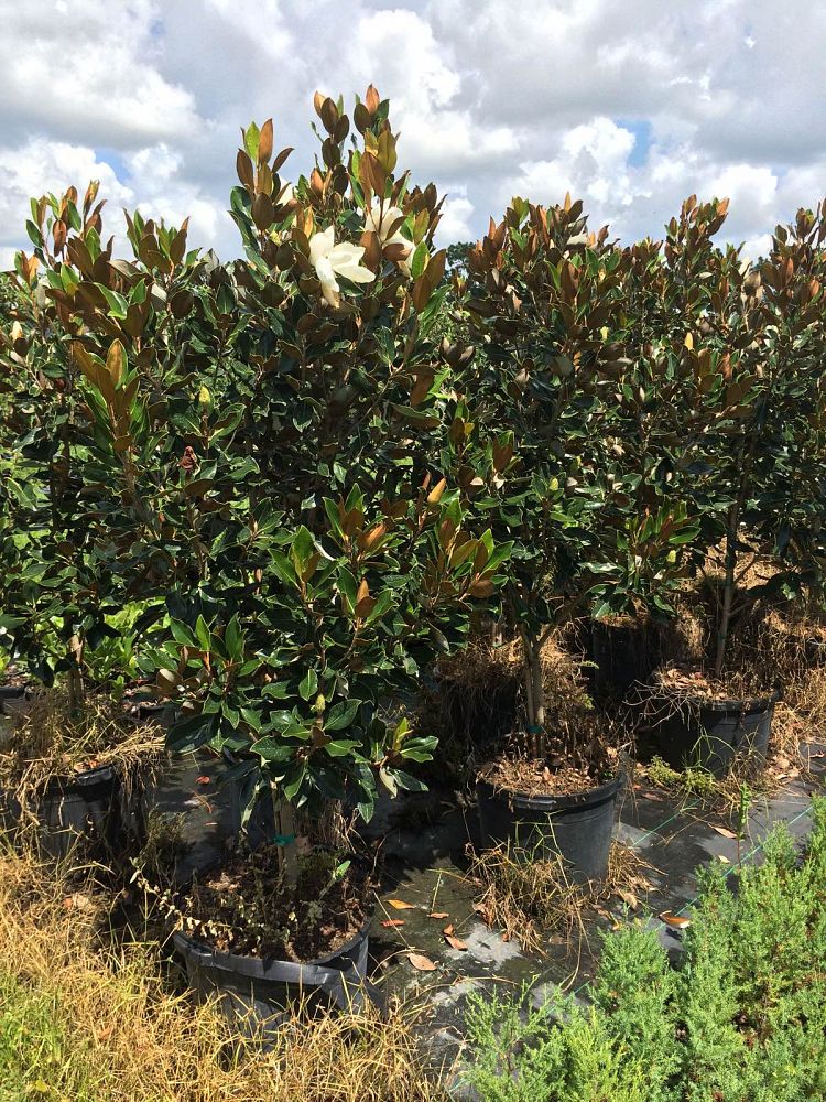 magnolia-grandiflora-little-gem-southern-magnolia