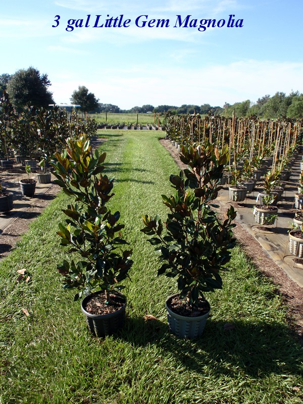 magnolia-grandiflora-little-gem-southern-magnolia