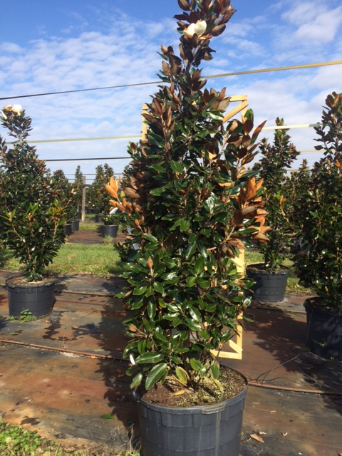 magnolia-grandiflora-little-gem-southern-magnolia