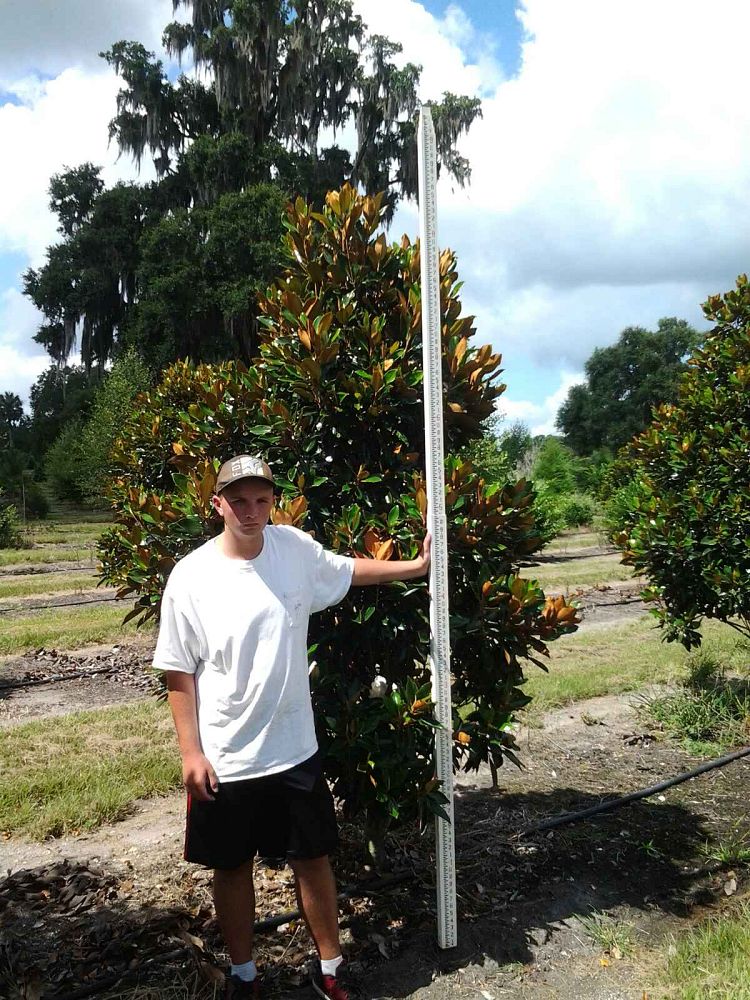 magnolia-grandiflora-little-gem-southern-magnolia