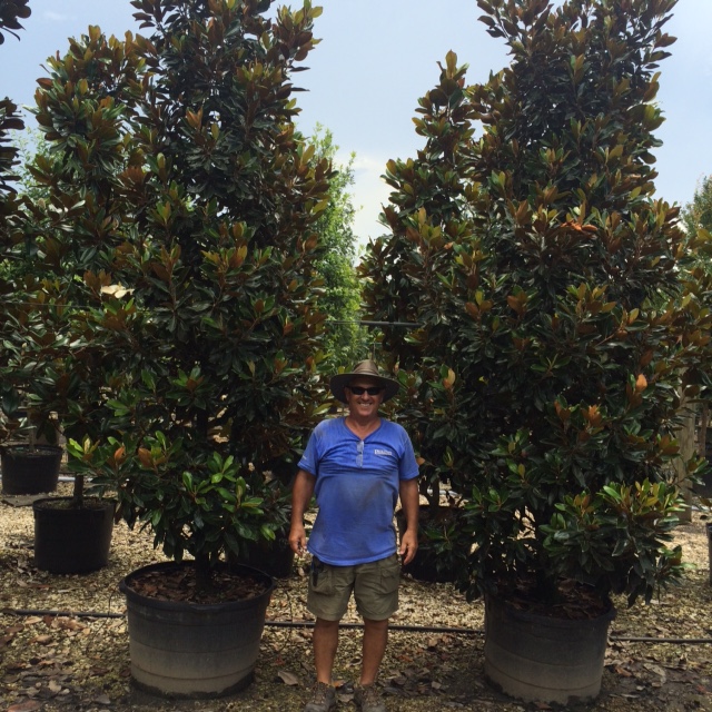 magnolia-grandiflora-little-gem-southern-magnolia