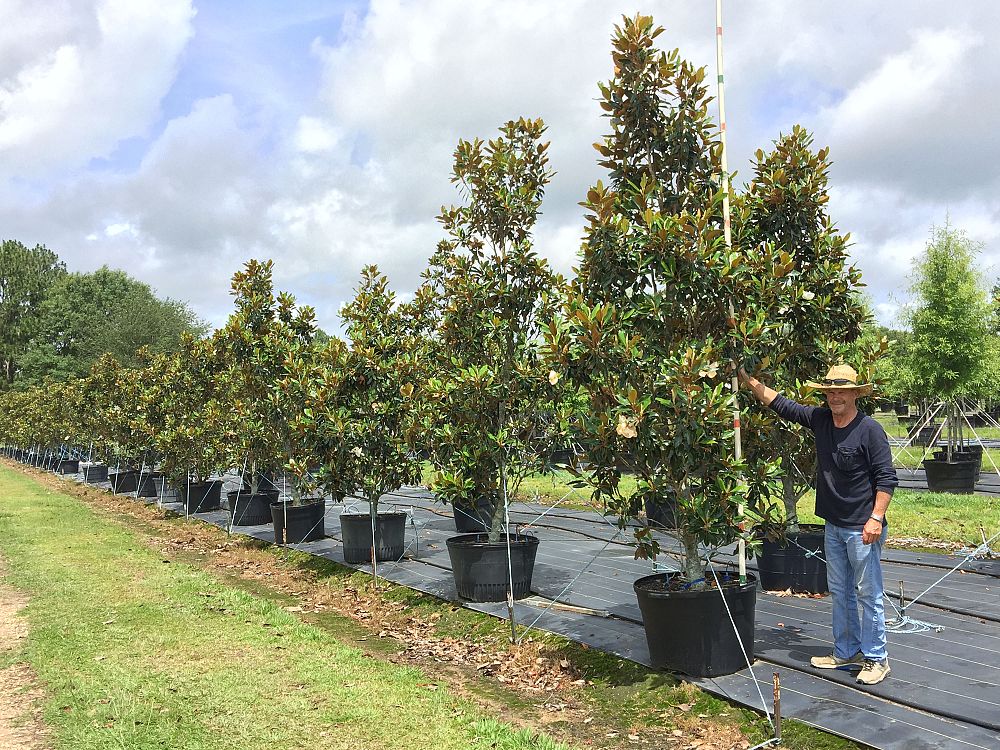 magnolia-grandiflora-little-gem-southern-magnolia
