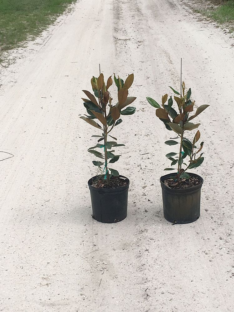magnolia-grandiflora-little-gem-southern-magnolia