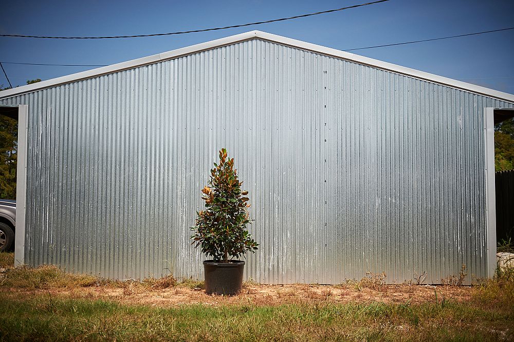 magnolia-grandiflora-little-gem-southern-magnolia