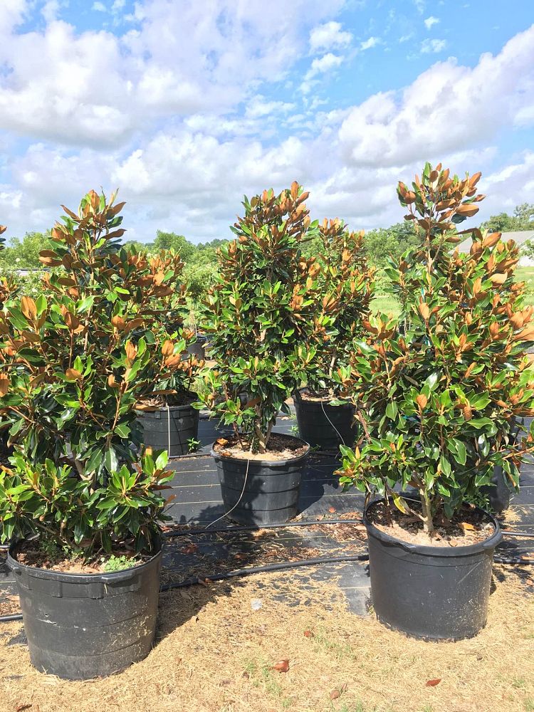 magnolia-grandiflora-little-gem-southern-magnolia
