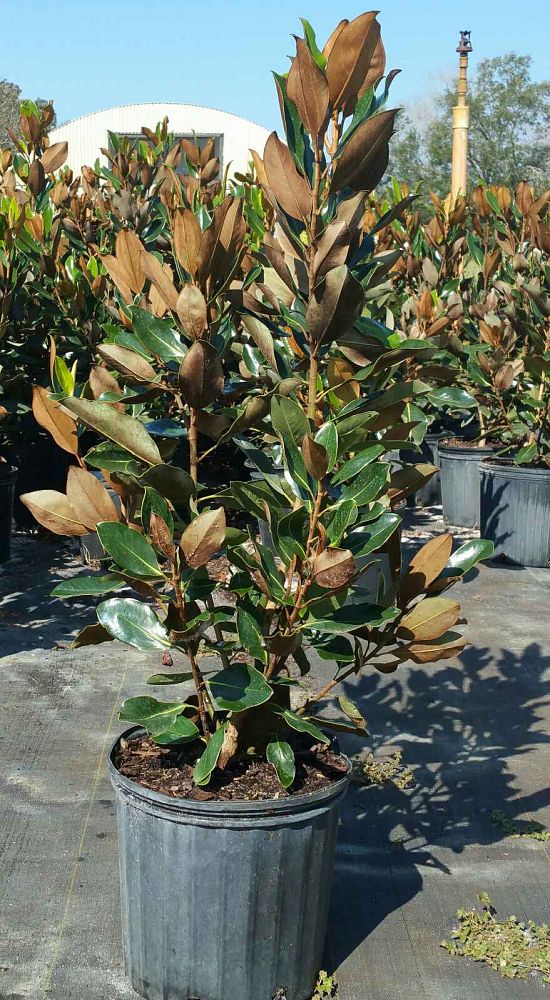 magnolia-grandiflora-little-gem-southern-magnolia