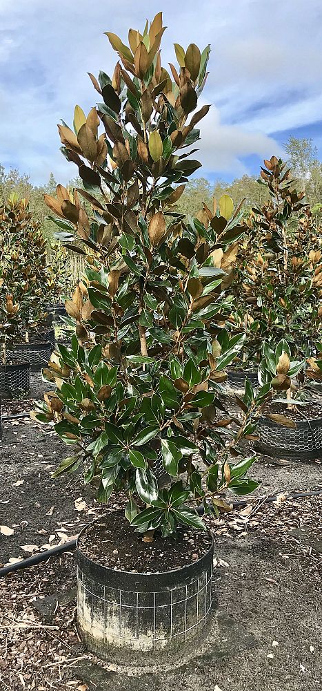magnolia-grandiflora-little-gem-southern-magnolia