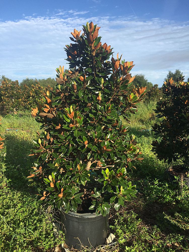 magnolia-grandiflora-little-gem-southern-magnolia